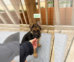 Light Green - Female German Shepherd Dog Puppy for Sale - Small photo