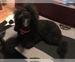 Small Photo #10 Poodle (Standard) Puppy For Sale in ARAB, AL, USA