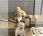 Small #6 Golden Retriever