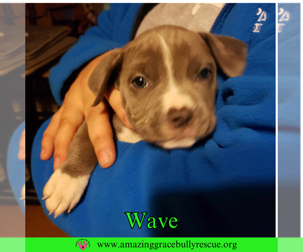 Medium Photo #8 American Bulldog-Unknown Mix Puppy For Sale in Pensacola, FL, USA