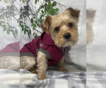 Small Photo #1 Shorkie Tzu Puppy For Sale in SELLERSBURG, IN, USA
