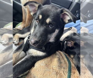 Shepradors Dogs for adoption in Princeton, MN, USA