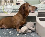 Small #4 Dachshund