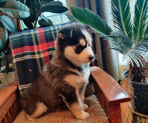 Siberian Husky Puppy for sale in AUBURN, NY, USA