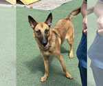 Small #3 German Shepherd Dog Mix