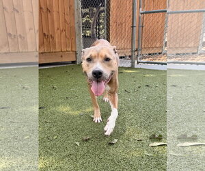 Mutt Dogs for adoption in Hilton Head, SC, USA