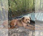 Small #1 Mutt