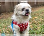Small Photo #1 Shih Tzu-Unknown Mix Puppy For Sale in Fort Worth, TX, USA
