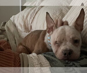 French Bulldog-Unknown Mix Dogs for adoption in Greenbelt, MD, USA