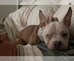 Small French Bulldog Mix
