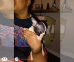 Small #3 Boston Terrier