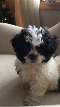 Medium Photo #1 Zuchon Puppy For Sale in SPRING GREEN, WI, USA