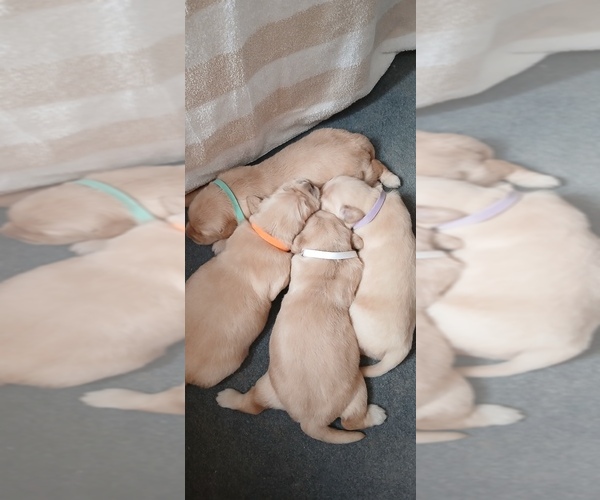 Medium Photo #5 Golden Retriever Puppy For Sale in AUSTIN, TX, USA
