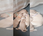 Small Photo #5 Golden Retriever Puppy For Sale in AUSTIN, TX, USA