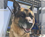 Small German Shepherd Dog