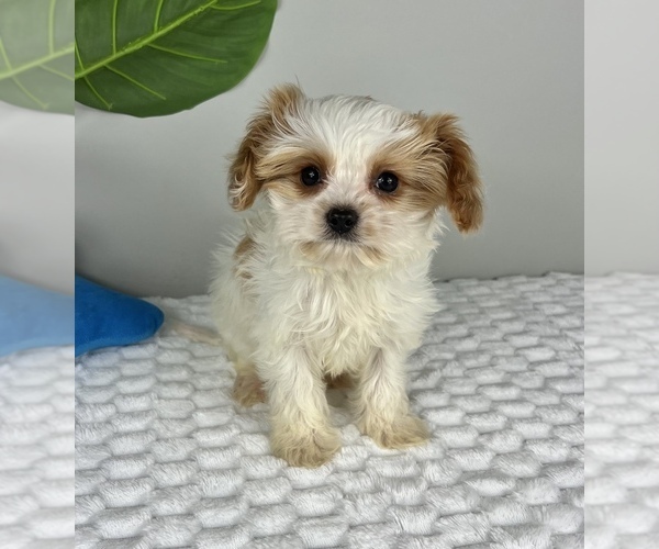 Medium Photo #6 Cavapoo Puppy For Sale in FRANKLIN, IN, USA
