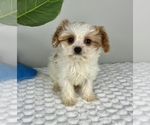 Small Photo #6 Cavapoo Puppy For Sale in FRANKLIN, IN, USA