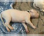 Small Photo #29 Dogo Argentino Puppy For Sale in BROOMALL, PA, USA