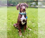 Small #1 Mutt