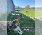 Small Photo #1 Australian Cattle Dog-Scotch Collie Mix Puppy For Sale in PLAINS, MT, USA