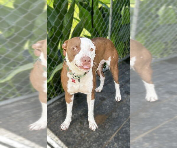 Medium Photo #2 American Pit Bull Terrier-Unknown Mix Puppy For Sale in Boston, MA, USA