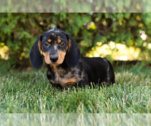 Dachshund Puppy for sale in NAPPANEE, IN, USA