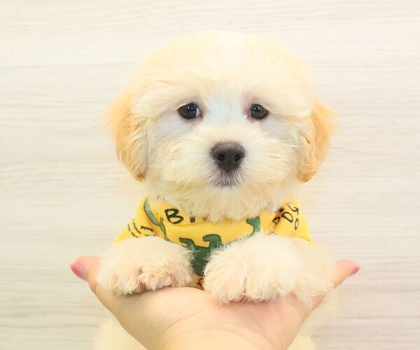 Medium Photo #4 Maltipoo Puppy For Sale in LAS VEGAS, NV, USA