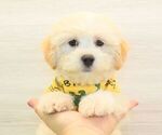 Small #3 Maltipoo