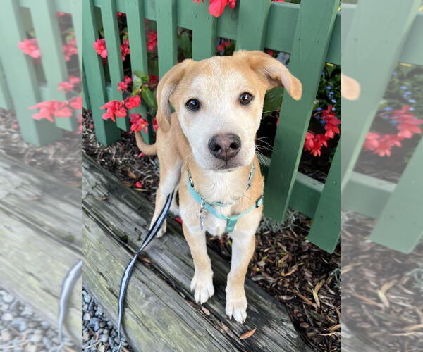 Medium Photo #10 Labrador Retriever-Unknown Mix Puppy For Sale in San Diego, CA, USA
