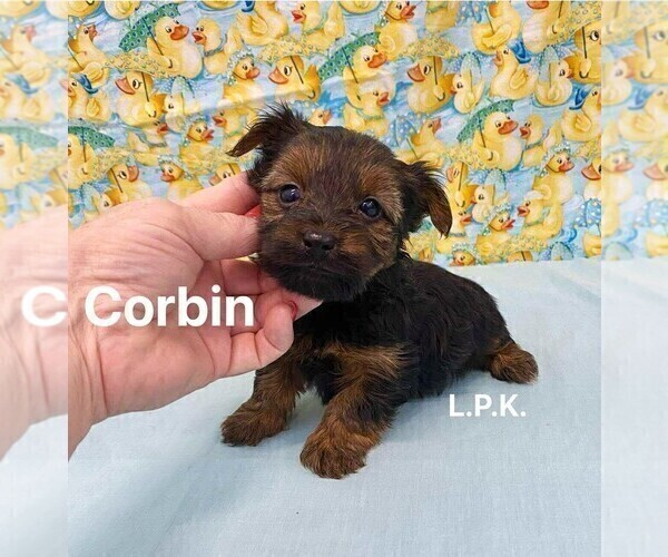 Medium Photo #2 Yorkshire Terrier Puppy For Sale in WINNSBORO, LA, USA
