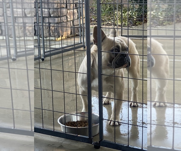 Medium Photo #1 French Bulldog Puppy For Sale in LEMOORE, CA, USA