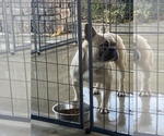 Small Photo #1 French Bulldog Puppy For Sale in LEMOORE, CA, USA