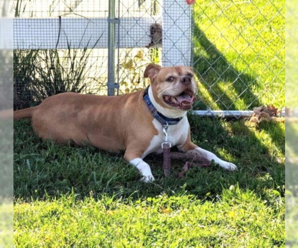 Medium Photo #3 American Pit Bull Terrier Puppy For Sale in Derwood, MD, USA