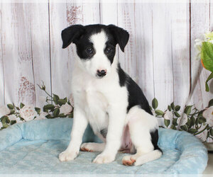 Border Collie Puppy for sale in PENNS CREEK, PA, USA