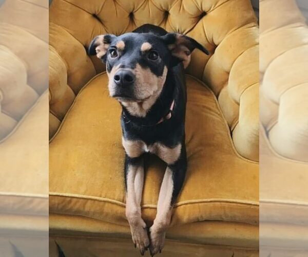 Medium Photo #1 Rottweiler-Unknown Mix Puppy For Sale in HOMESTEAD, FL, USA