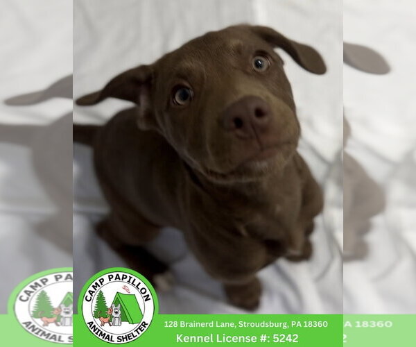 Medium Photo #1 Mutt Puppy For Sale in Stroudsburg, PA, USA