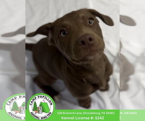 Mutt Dogs for adoption in Stroudsburg, PA, USA