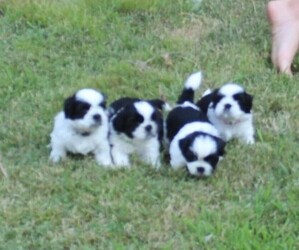Shih Tzu Litter for sale in SAPULPA, OK, USA
