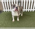 Small American Bulldog