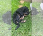 Small Photo #12 Aussiedoodle Miniature  Puppy For Sale in COMMERCE, MI, USA