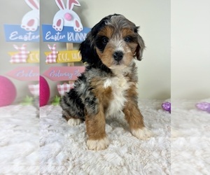 Miniature Bernedoodle Puppy for sale in GREENFIELD, IN, USA