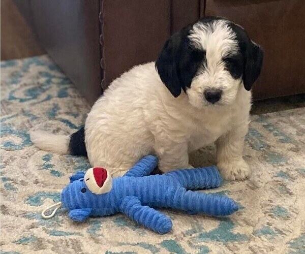 Medium Photo #1 Bernedoodle Puppy For Sale in LIVINGSTON, TX, USA
