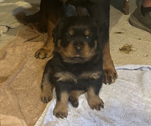 Rottweiler Puppy for sale in BULLS GAP, TN, USA