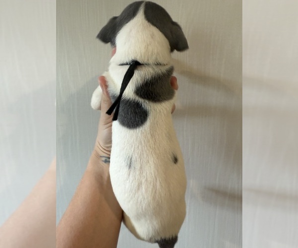Medium Photo #8 Great Dane Puppy For Sale in HALLETTSVILLE, TX, USA