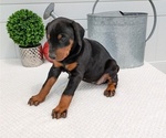 Small Photo #72 Doberman Pinscher Puppy For Sale in GOSHEN, IN, USA
