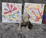 Small #19 Weimaraner