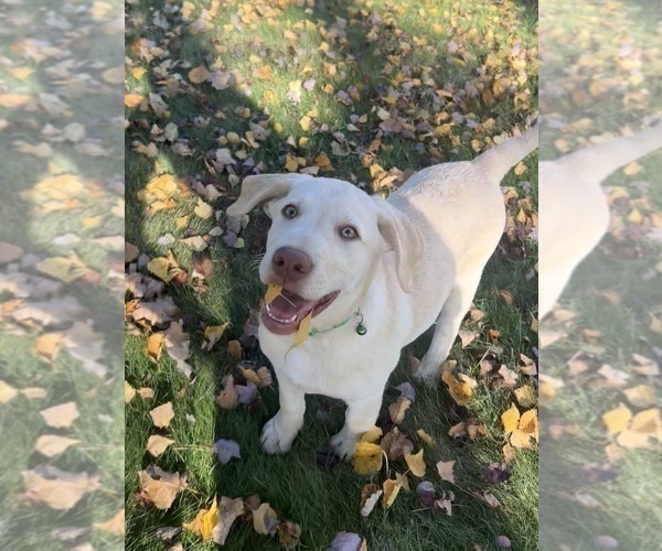 Medium Photo #21 Labrador Retriever Puppy For Sale in FREDERICKSBG, OH, USA