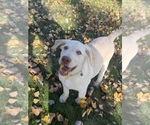 Oakley - Female Labrador Retriever Puppy for Sale - Photo #21