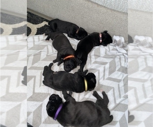 Medium Photo #3 Cane Corso Puppy For Sale in HORACE, ND, USA