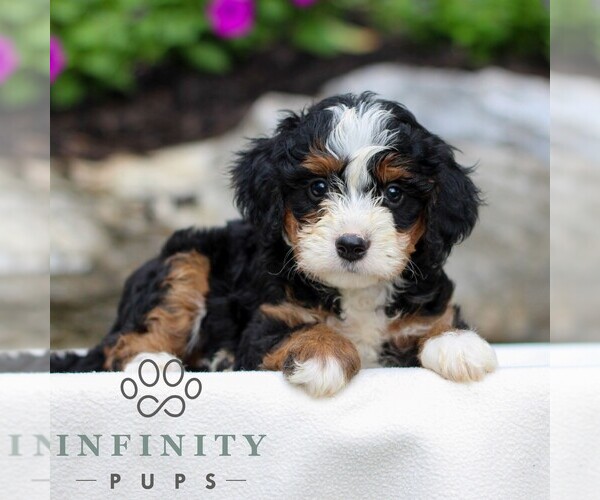 Medium Photo #1 Bernedoodle (Miniature) Puppy For Sale in LITITZ, PA, USA